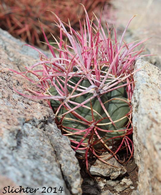 Barrel Cactus, California Barrel Cactus: Ferocactus cylindraceus (Synonyms: Echinocactus cylindraceus, Ferocactus acanthodes, Ferocactus cylindraceus var. lecontei, Ferocactus cylindraceus var. cylindraceus)