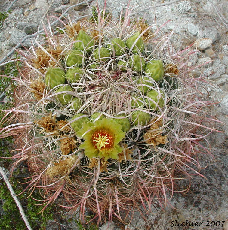 Barrel Cactus, California Barrel Cactus: Ferocactus cylindraceus (Synonyms: Echinocactus cylindraceus, Ferocactus acanthodes, Ferocactus cylindraceus var. lecontei, Ferocactus cylindraceus var. cylindraceus)