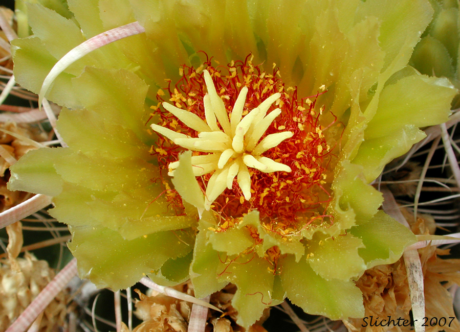 Barrel Cactus, California Barrel Cactus: Ferocactus cylindraceus (Synonyms: Echinocactus cylindraceus, Ferocactus acanthodes, Ferocactus cylindraceus var. lecontei, Ferocactus cylindraceus var. cylindraceus)