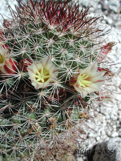 Strawberry Cactus, Fish Hook Cactus: Mammillaria dioica (Synonym: Mammillaria dioica var. incerta)