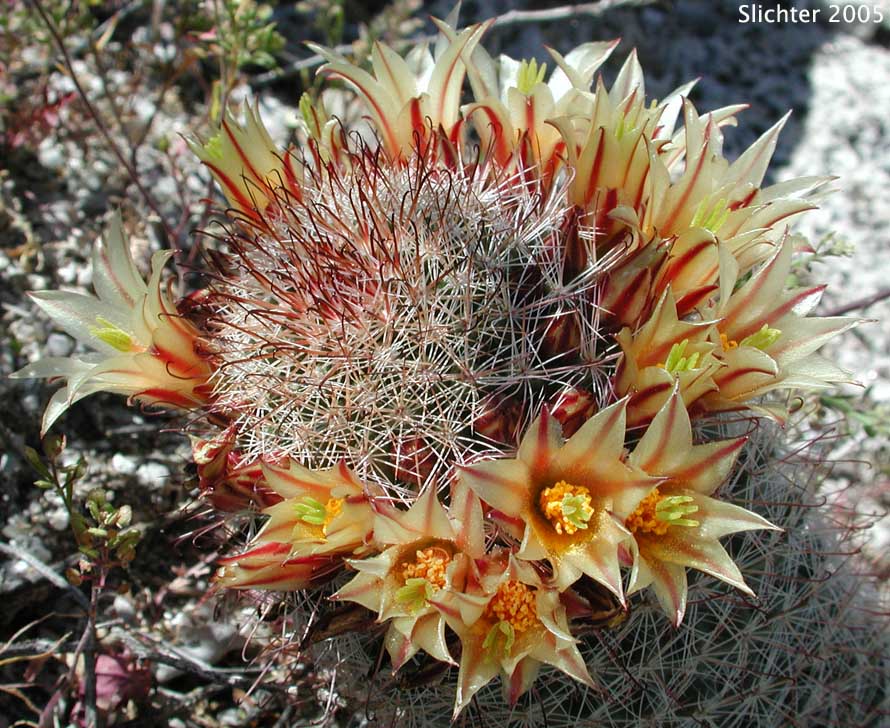 Strawberry Cactus, Fish Hook Cactus: Mammillaria dioica (Synonym: Mammillaria dioica var. incerta)