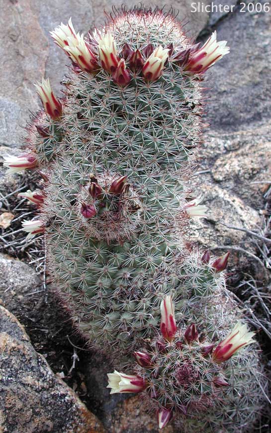 Strawberry Cactus, Fish Hook Cactus: Mammillaria dioica (Synonym: Mammillaria dioica var. incerta)