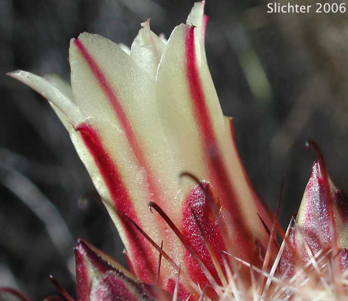 Strawberry Cactus, Fish Hook Cactus: Mammillaria dioica (Synonym: Mammillaria dioica var. incerta)