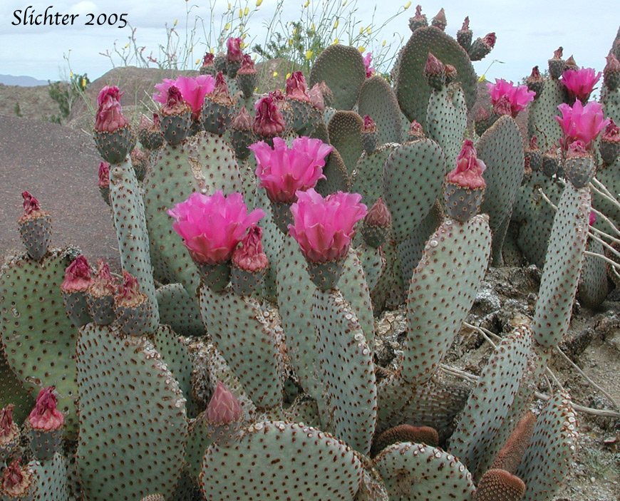 Beavertail Prickly Pear, Beavertail Cactus, Beavertail: Opuntia basilaris