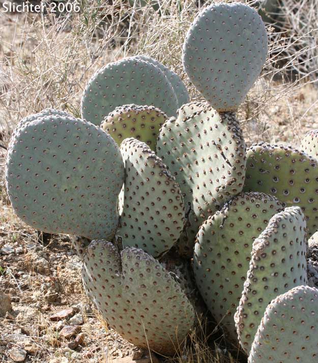 Beavertail Prickly Pear, Beavertail Cactus, Beavertail: Opuntia basilaris