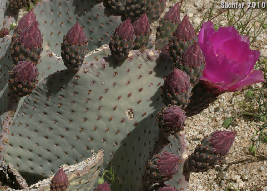 Beavertail Prickly Pear, Beavertail Cactus, Beavertail: Opuntia basilaris