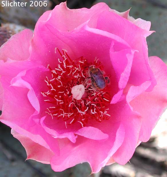 Beavertail Prickly Pear, Beavertail Cactus, Beavertail: Opuntia basilaris
