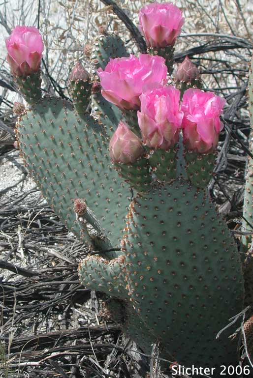 Beavertail Prickly Pear, Beavertail Cactus, Beavertail: Opuntia basilaris