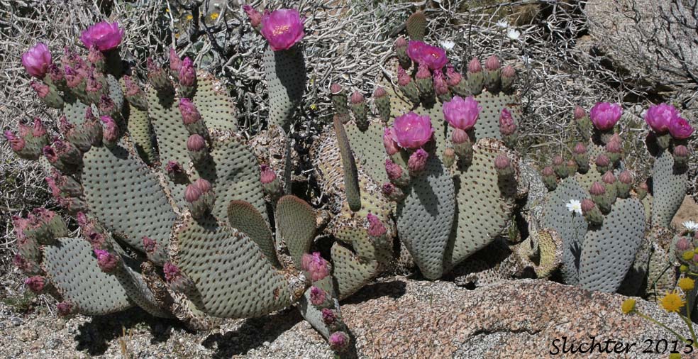 Beavertail Prickly Pear, Beavertail Cactus, Beavertail: Opuntia basilaris