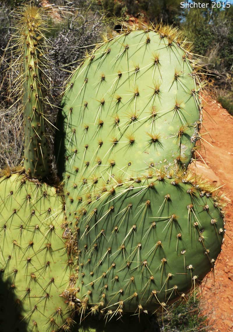 Dollarjoint Pricklypear, Pancake Prickly Pear, Pancake Cactus: Opuntia chlorotica