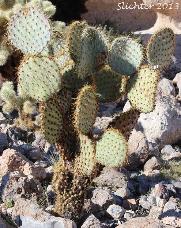 Dollarjoint Pricklypear, Pancake Prickly Pear, Pancake Cactus: Opuntia chlorotica
