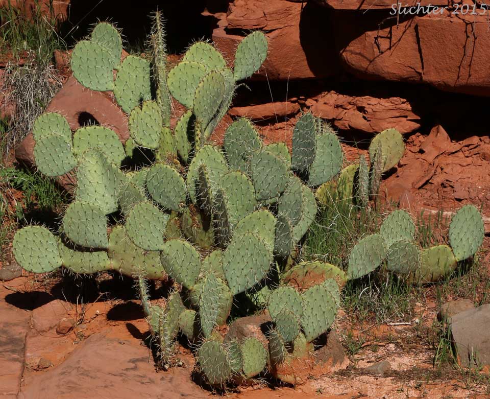 Engelmann's Pricklypear, Cactus Apple, Nopal, Tuna, Purple Fruit Prickly Pear, Prickly Pear Cactus: Opuntia engelmannii var. engelmannii (Synonyms: Opuntia dillei; Opuntia discata, Opuntia phaeacantha var. discata)