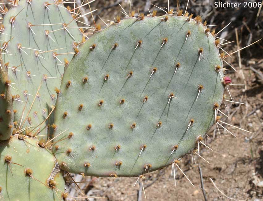 Brown-spined Prickly Pear, Mojave Prickly Pear, Tulip Pricklypear: Opuntia phaeacantha (Synonyms: Opuntia littoralis var. piercei, Opuntia phaeacantha var. major, Opuntia mojavensis)