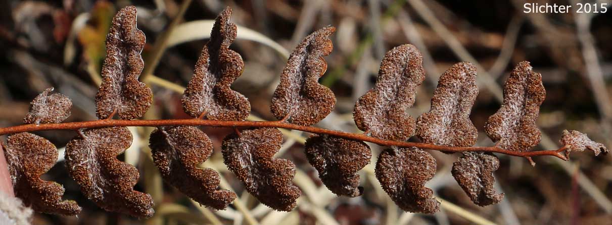 Underside of a frond of Windham's Scaly Cloakfern: Astrolepis windhamii