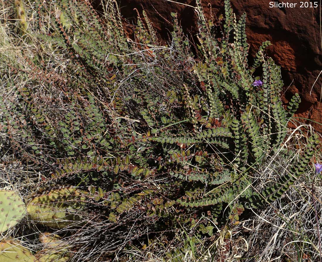 Windham's Scaly Cloakfern: Astrolepis windhamii
