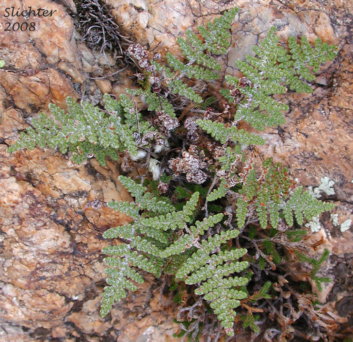Coville's Lipfern, Coville's Lip Fern: Myriopteris covillei (Synonym: Cheilanthes covillei)