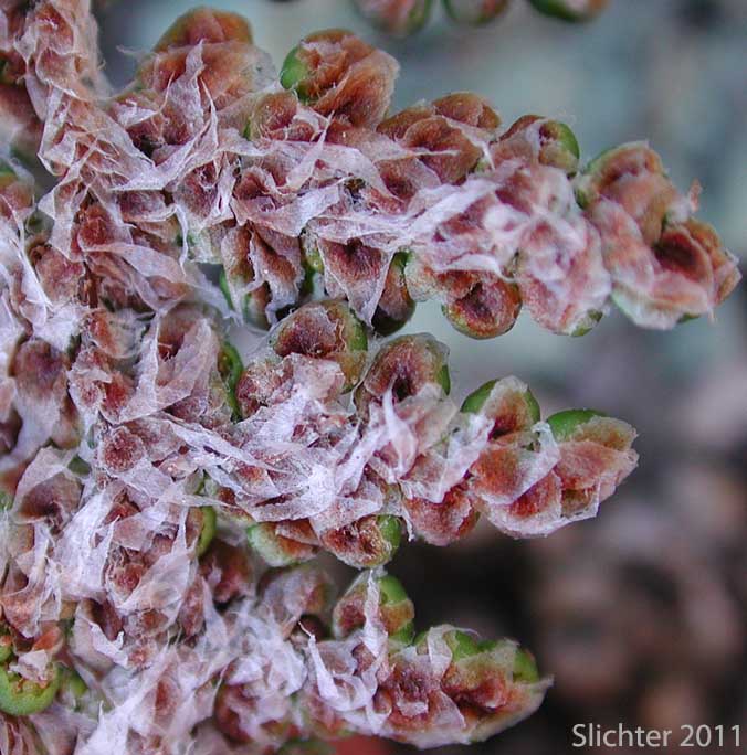 Scales on underside of Coville's Lipfern, Coville's Lip Fern: Myriopteris covillei (Synonym: Cheilanthes covillei)