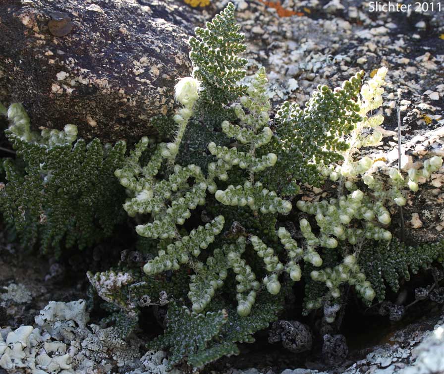 Coville's Lipfern, Coville's Lip Fern: Myriopteris covillei (Synonym: Cheilanthes covillei)