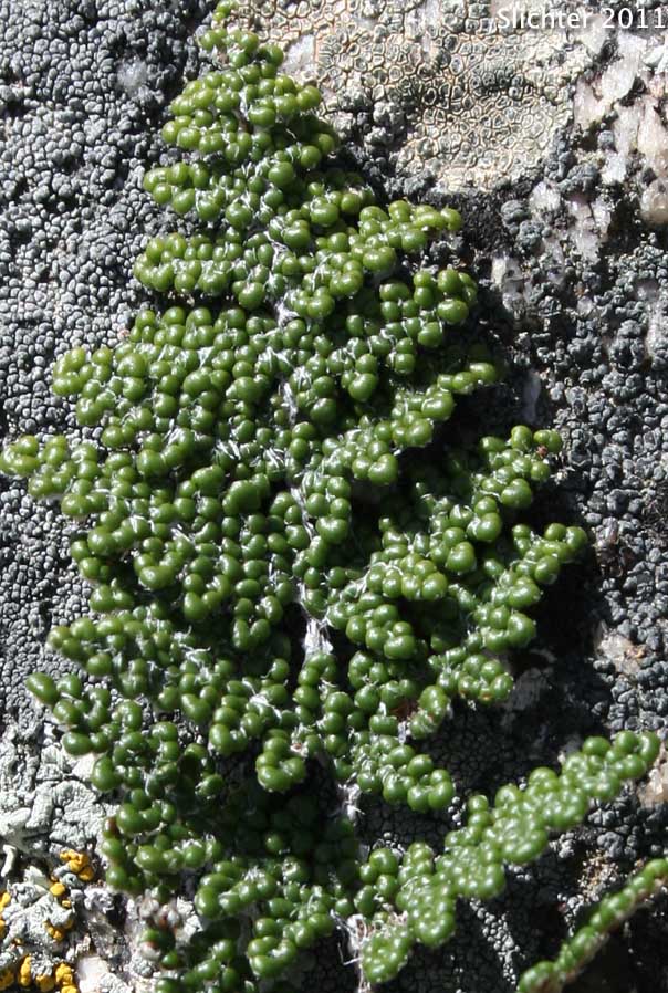 Coville's Lipfern, Coville's Lip Fern: Myriopteris covillei (Synonym: Cheilanthes covillei)