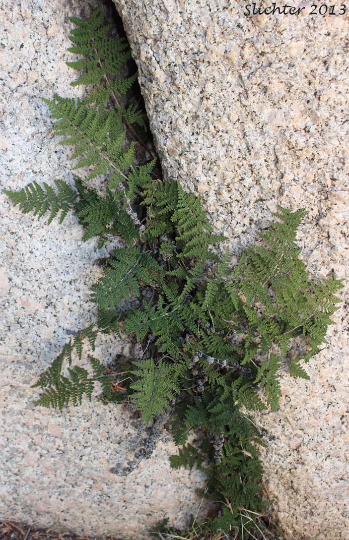 Coville's Lipfern, Coville's Lip Fern: Cheilanthes covillei