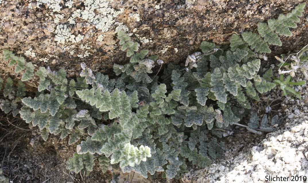 Parry's Lip Fern, Parry Cloak Fern: Myriopteris parryi (Synonyms: Cheilanthes parryi, Notholaena parryi)