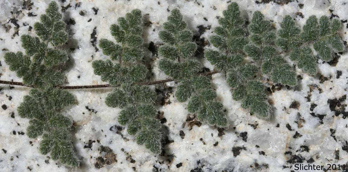 Parry's Lip Fern, Parry Cloak Fern: Myriopteris parryi (Synonyms: Cheilanthes parryi, Notholaena parryi)