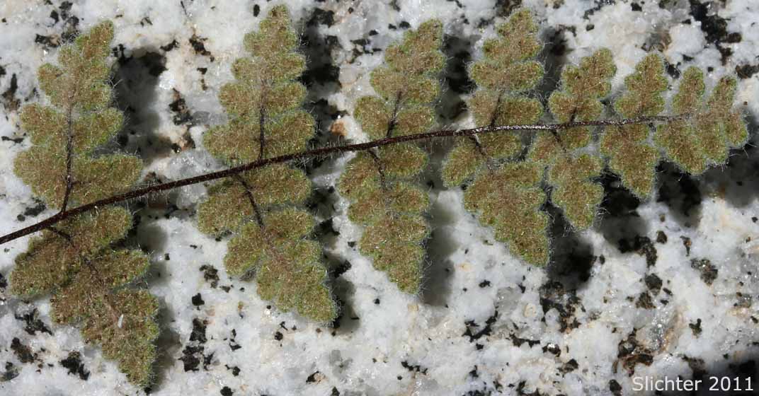Underside of a frond of Parry's Lip Fern, Parry Cloak Fern: Myriopteris parryi (Synonyms: Cheilanthes parryi, Notholaena parryi)