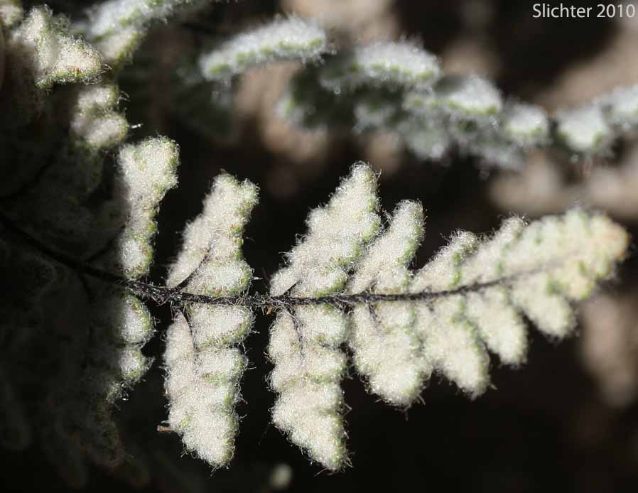 Parry's Lip Fern, Parry Cloak Fern: Myriopteris parryi (Synonyms: Cheilanthes parryi, Notholaena parryi)