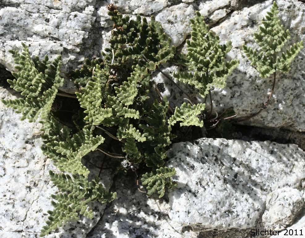 California Cloak-fern: Notholaena californica (Synonym: Notholaena candida var. accessita)