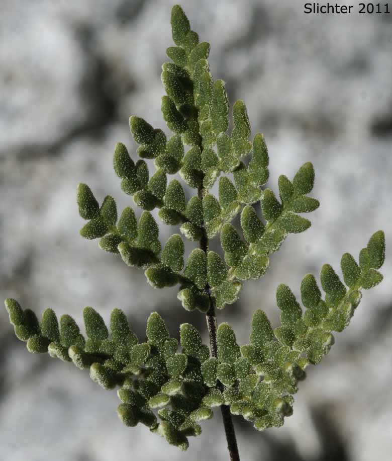 Upper frond surface of California Cloak-fern: Notholaena californica (Synonym: Notholaena candida var. accessita)