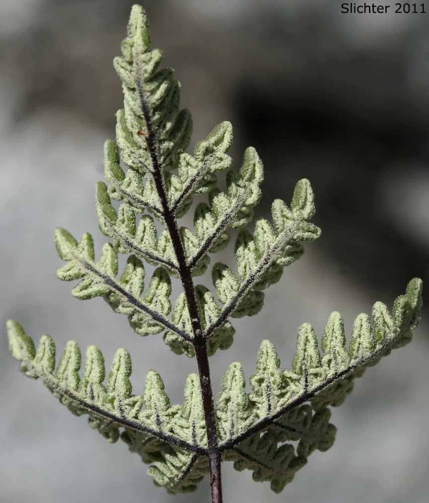 Lower frond surface of California Cloak-fern: Notholaena californica (Synonym: Notholaena candida var. accessita)