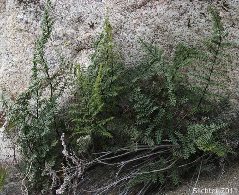 Birdfoot Cliffbrake, Bird's Foot Fern: Pellaea mucronata var. mucronata (Synonyms: Pellaea longimucronata, Pellaea mucronata ssp. mucronata)