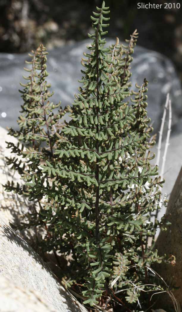 Birdfoot Cliffbrake, Bird's Foot Fern: Pellaea mucronata var. mucronata (Synonyms: Pellaea longimucronata, Pellaea mucronata ssp. mucronata)
