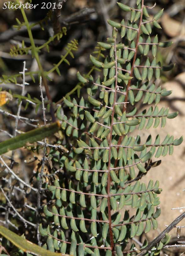 Cliff Brake, Spiny Cliffbrake, Spiny Cliff-brake: Pellaea truncata (Synonym: Pellaea longimucronata)