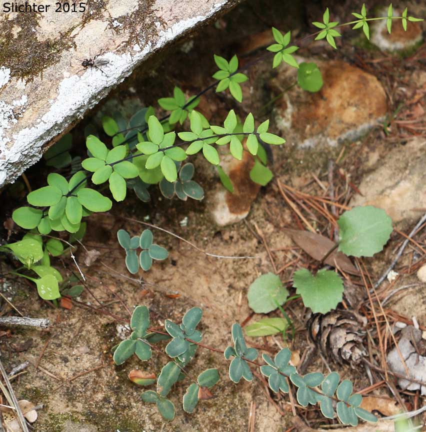 Wright's Cliffbrake, Cliff Brake, Wright Cliffbrake, Wright's Cliff Brake: Pellaea wrightiana (Synonym: Pellaea ternifolia var. wrightiana)
