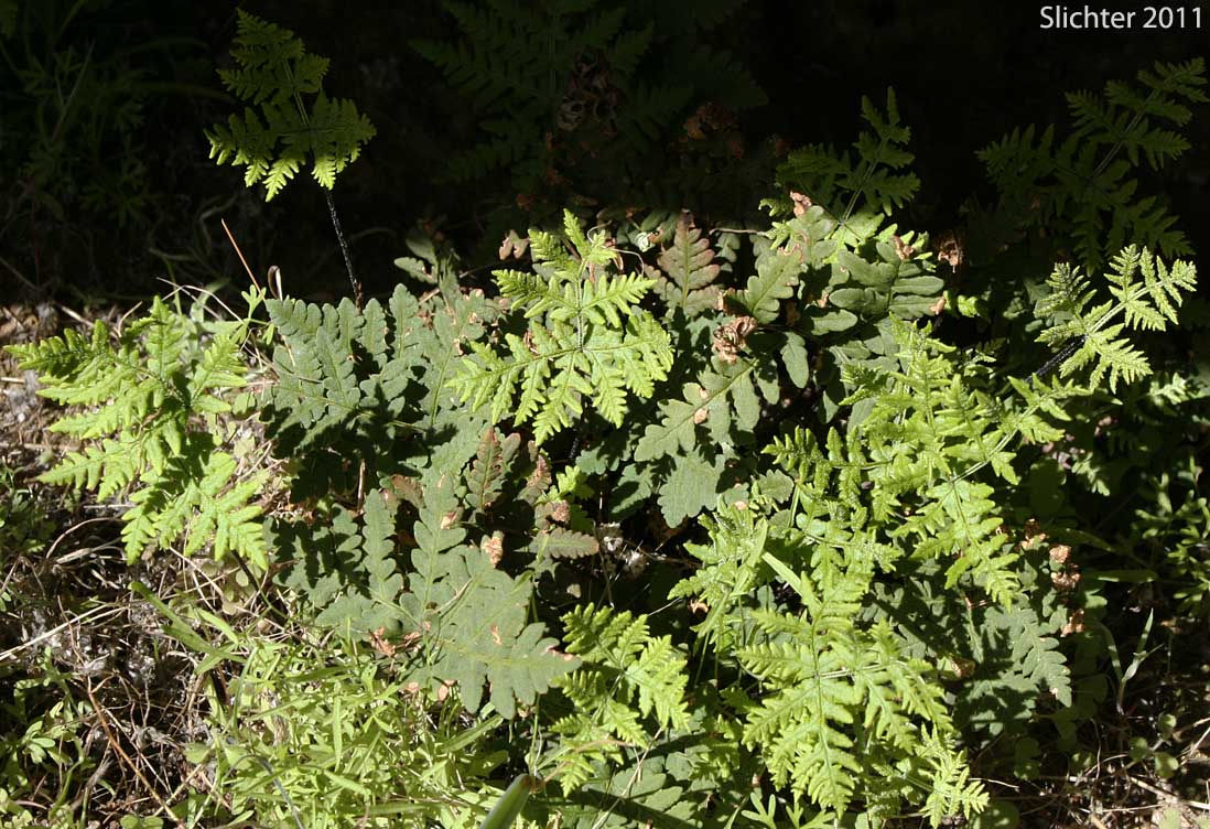 Goldback Fern, Gold Back Fern: Pentagramma triangularis (Synonyms: Pentagramma triangularis ssp. semipallida; Pentagramma triangularis ssp. triangularis; Pityrogramma triangularis var. triangularis)