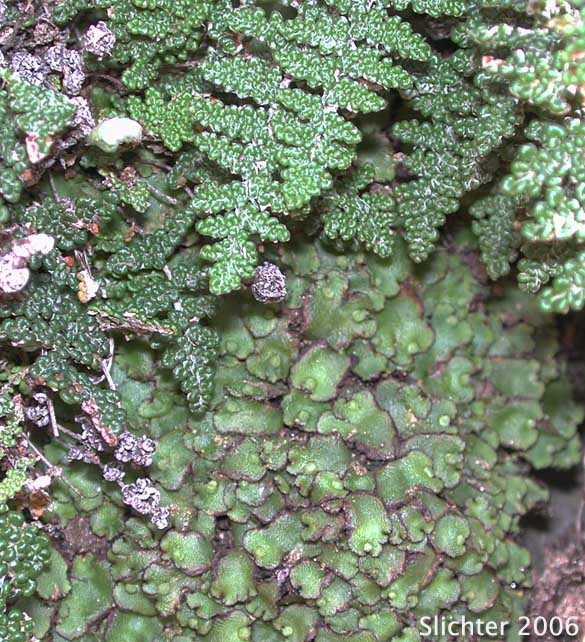 Common Liverwort, Umbrella Liverwort - Marchantia polymorpha (Synonyms: Marchantia alpestris, Marchantia aquatica)