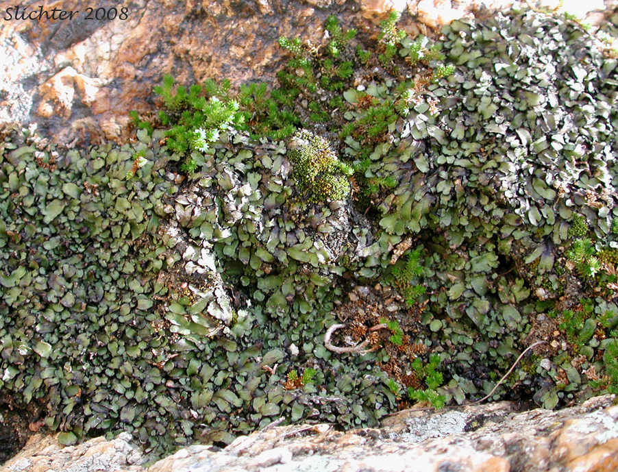 Common Liverwort, Umbrella Liverwort - Marchantia polymorpha (Synonyms: Marchantia alpestris, Marchantia aquatica)