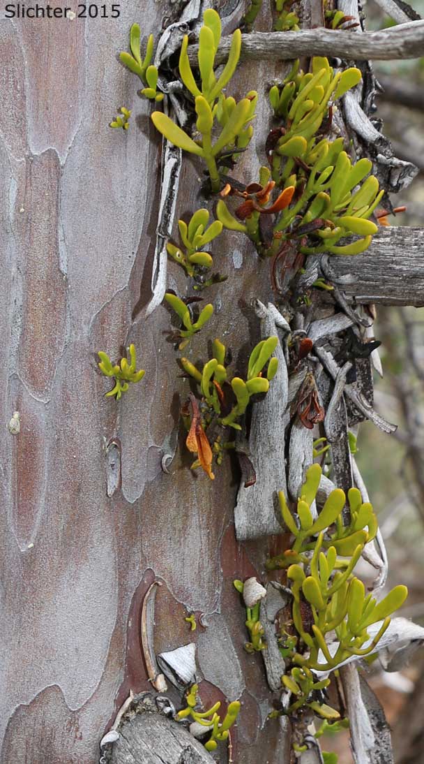 Bollean Mistletoe: Phoradendron bolleanum (Synonyms: Phoradendron bolleanum ssp. densum; Phoradendron bolleanum ssp. pauciflorum; Phoradendron bolleanum var. densum; Phoradendron bolleanum var. pauciflorum; Phoradendron densum; Phoradendron pauciflorum)