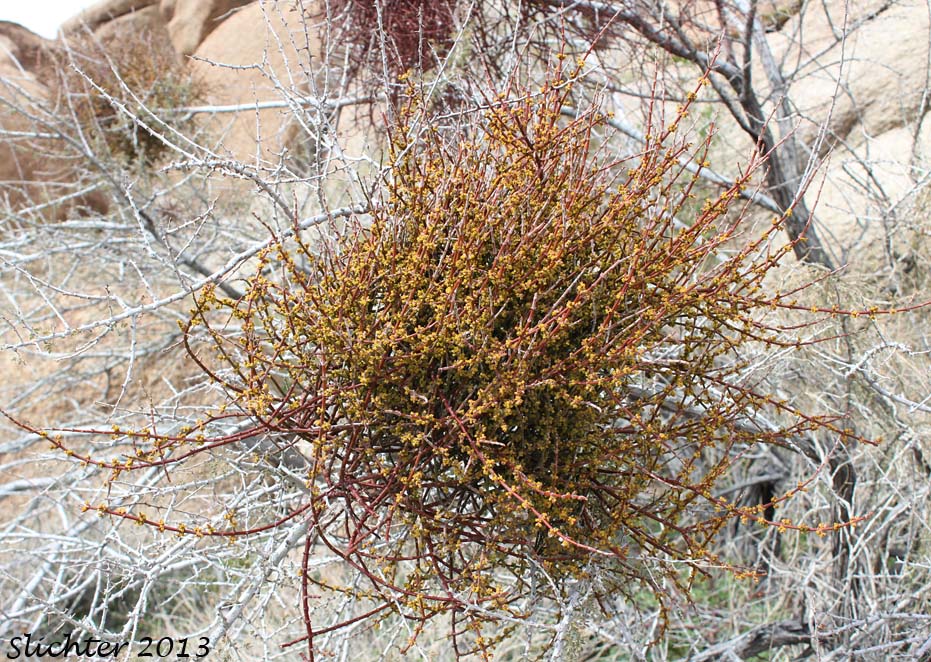California Mesquite Mistletoe, Desert Mistletoe, Mesquite Mistletoe, Mistletoe: Phoradendron californicum (Synonyms: Phoradendron californicum var. distans, Phoradendron californicum var. leucocarpum)