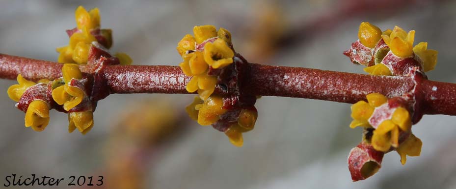 Flowers of California Mesquite Mistletoe, Desert Mistletoe, Mesquite Mistletoe, Mistletoe: Phoradendron californicum (Synonyms: Phoradendron californicum var. distans, Phoradendron californicum var. leucocarpum)
