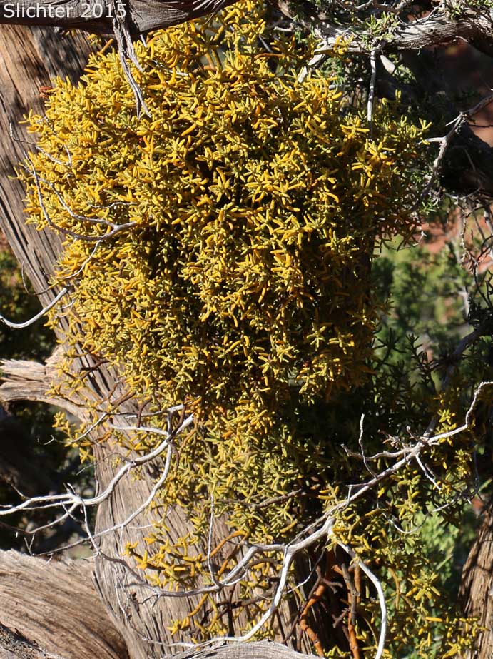 Juniper Mistletoe, Mistletoe: Phoradendron juniperinum (Synonyms: Phoradendron juniperinum var. logatum, Phoradendron ligatumPhoradendron libocedri)