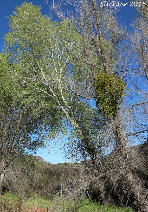 Bigleaf Mistletoe, Colorado Desert Mistletoe, Mistletoe: Phoradendron leucarpum ssp. macrophyllum (Synonyms: Phoradendron macrophyllum; Phoradendron serotinum ssp. macrophyllum)