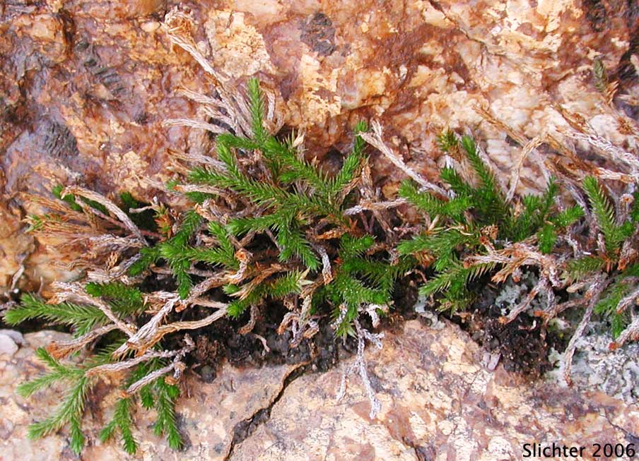 Bigelow's Moss Fern, Bigelow's Spike-moss, Bushy Spikemoss: Selaginella bigelovii