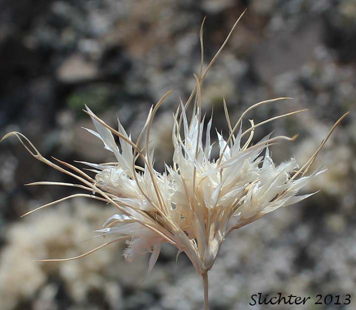 Inflorescence of Fluff Grass, Lowly Woollygrass: Dasyochloa pulchella (Synonyms: Erioneuron pulchellum, Tridens pulchella, Triodia pulchella)