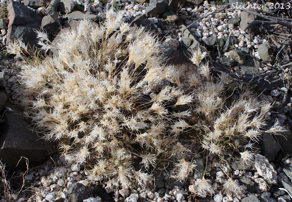 Fluff Grass, Lowly Woollygrass: Dasyochloa pulchella (Synonyms: Erioneuron pulchellum, Tridens pulchella, Triodia pulchella)