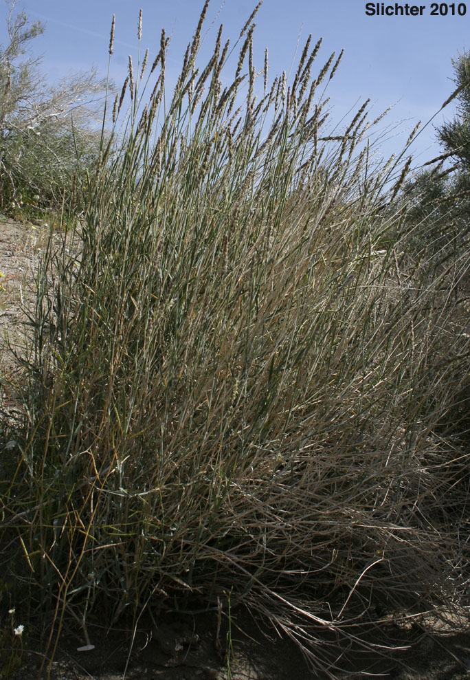 Big Galleta: Hilaria rigida (Synonym: Pleuraphis rigida)