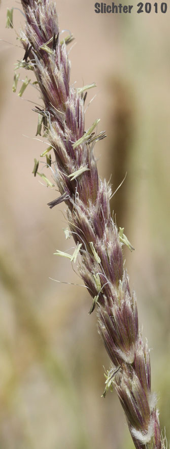 Inflorescence of Big Galleta: Hilaria rigida (Synonym: Pleuraphis rigida)