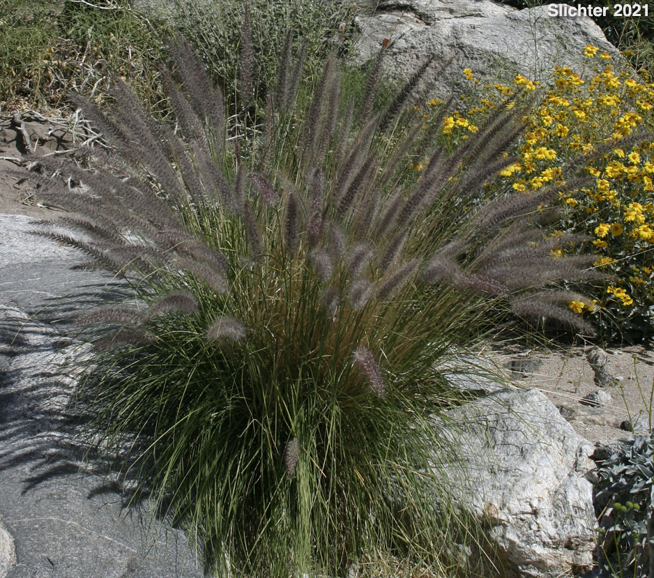 African Fountain Grass, Crimson Fountain Grass, Fountaingrass: Pennisetum setaceum