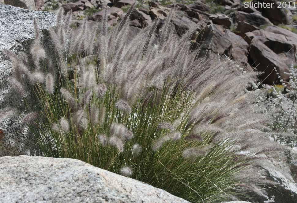 African Fountain Grass, Crimson Fountain Grass, Fountaingrass: Pennisetum setaceum